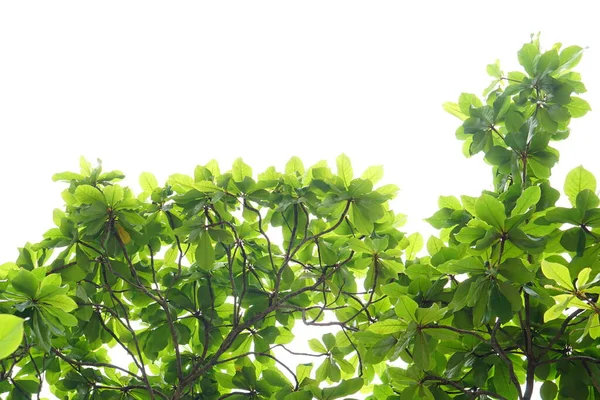 Зелене Листя Білому Фоні — стокове фото
