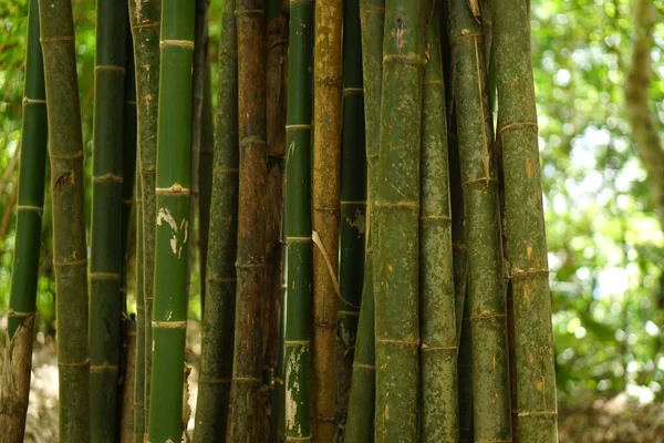 Fondo Bambú Bosque —  Fotos de Stock