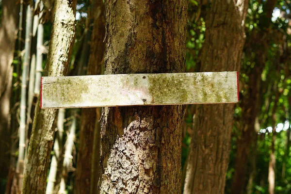 Altes Holzschild Einem Baum — Stockfoto