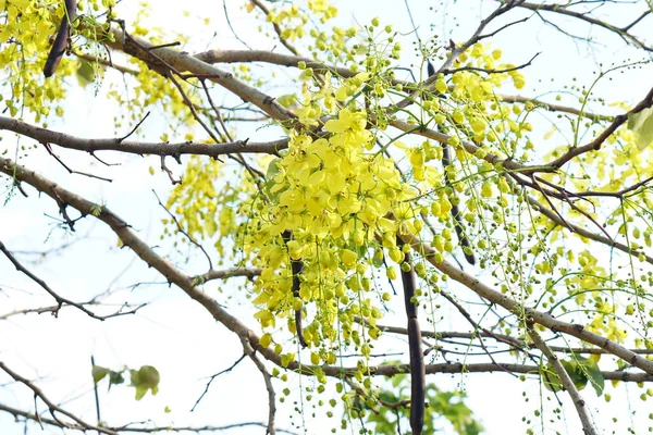 Yellow Flowers Bloom Beautifully — Stock Photo, Image