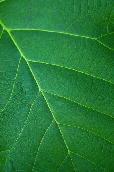 Green Leaf Background Beautiful Leaf Border Pattern — Photo