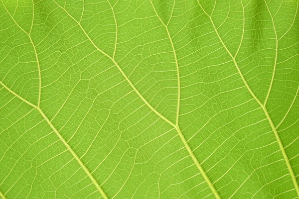 Зеленый Лист Фона Красивым Рисунком Границы Листа — стоковое фото