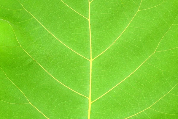 Grünes Blatt Hintergrund Mit Einem Schönen Blattrand Muster — Stockfoto