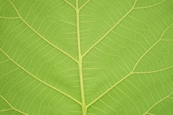 Fundo Folha Verde Com Belo Padrão Borda Folha — Fotografia de Stock