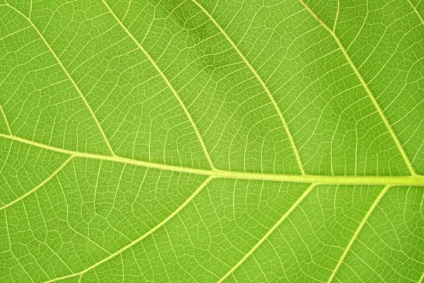 Grünes Blatt Hintergrund Mit Einem Schönen Blattrand Muster — Stockfoto