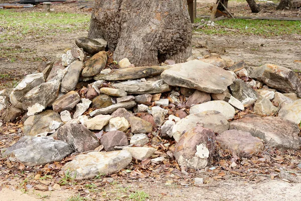 stones piled around the muddy trees.