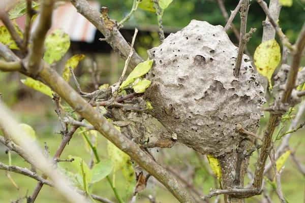 Mravenci Hnízdí Stromech Vypadá Jako Kruh — Stock fotografie