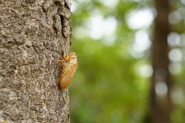 Descascando Cigarras Casca Árvore — Fotografia de Stock