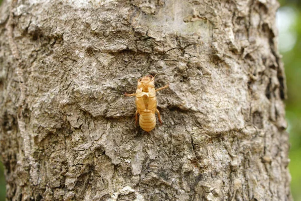 Peeling Cicadas Bark Tree — Stock Photo, Image