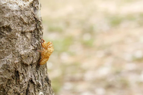 Descascando Cigarras Casca Árvore — Fotografia de Stock