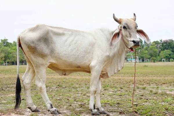 Vacca Negli Allevamenti Bovini Spagnoli — Foto Stock
