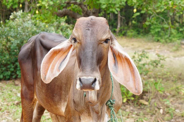 Vacca Negli Allevamenti Bovini Spagnoli — Foto Stock