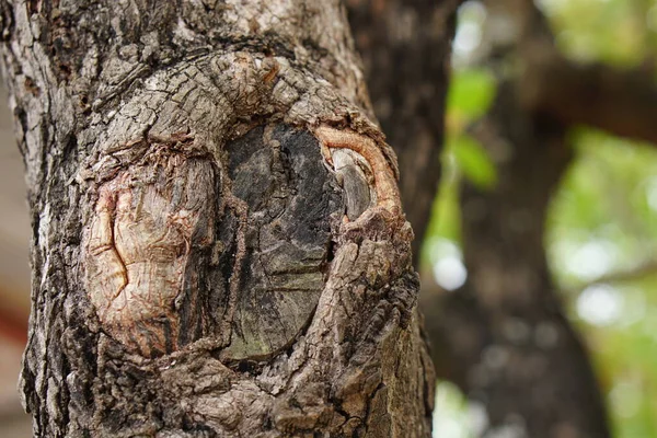 Vyřezávat Kmen Stromu Lese — Stock fotografie