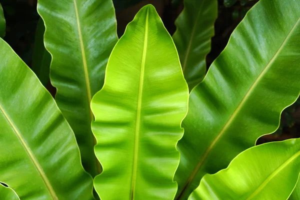 Тропические Листья Абстрактные Зеленые Листья Текстуры Природный Фон — стоковое фото
