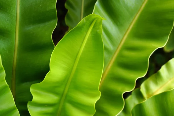 Hojas Tropicales Hojas Verdes Abstractas Textura Naturaleza Fondo — Foto de Stock