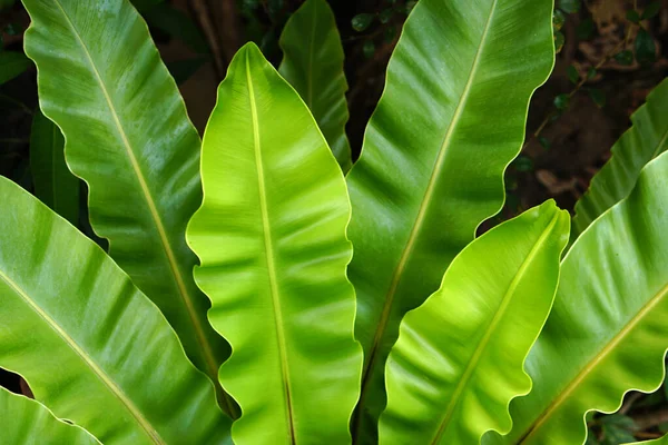 Тропічні Листя Текстура Абстрактного Зеленого Листя Фон Природи — стокове фото