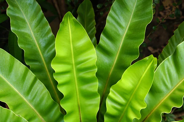 Hojas Tropicales Hojas Verdes Abstractas Textura Naturaleza Fondo — Foto de Stock