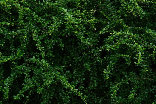 Красивий Зелений Фон Стіни Листя — стокове фото