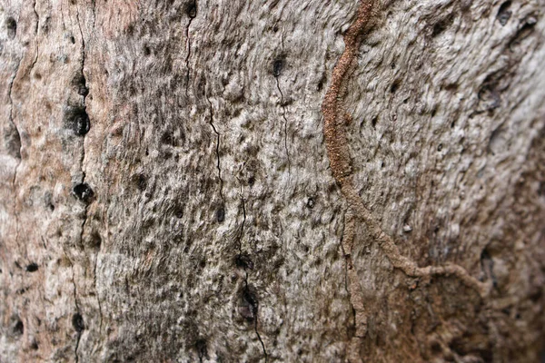 Bark Pattern Background Termites —  Fotos de Stock