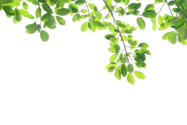 World environment day.Green leaves on a white background