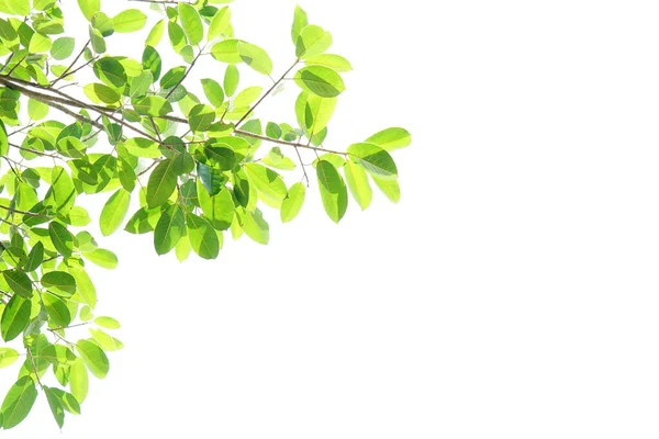 World Environment Day Green Leaves White Background — Foto de Stock