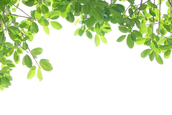 Wereldmilieu Groene Bladeren Een Witte Achtergrond — Stockfoto