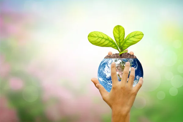 世界环境日 手握玻璃地球球 绿树成荫 背景模糊 — 图库照片