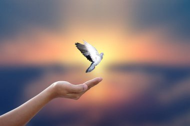 Özgürlük kavramı. Gölge güvercin insan elinin üzerinde uçar. Altın güneş arkaplanı Sabah sabah parkında                     