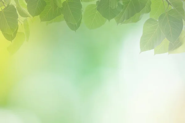 Blur circle bokeh green leaf background. Blurry yellow leaves rays light flare nature backdrop.