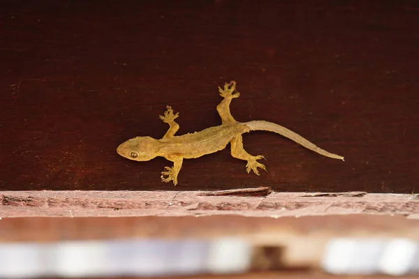 Mager Gecko Klamrar Sig Fast Vid Ett Träd Huset — Stockfoto