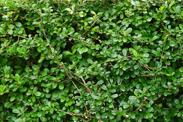 Grön Blad Bakgrund Blad För Text — Stockfoto