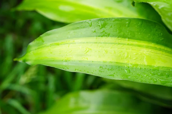 Water Droplets Leaves Rainy Season World Environment Day — Stock Photo, Image
