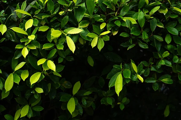 Dünya Çevre Günü Kavramı Yeşil Yaprak Arkaplanı — Stok fotoğraf