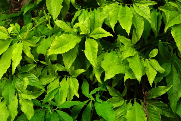 Mundo Ambiente Dia Conceito Verde Folha Fundo — Fotografia de Stock