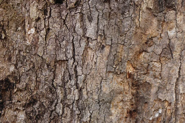 樹皮の背景樹皮に亀裂があります — ストック写真