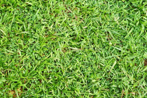 Green Grass Background Football Field — Stock Photo, Image