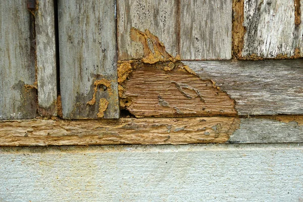 Παλιό Ξύλινο Υπόβαθρο Τερμίτες Τρώνε Μέχρι Αποσύνθεσης — Φωτογραφία Αρχείου