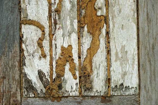 Staré Dřevo Pozadí Termiti Jíst Rozkladu — Stock fotografie