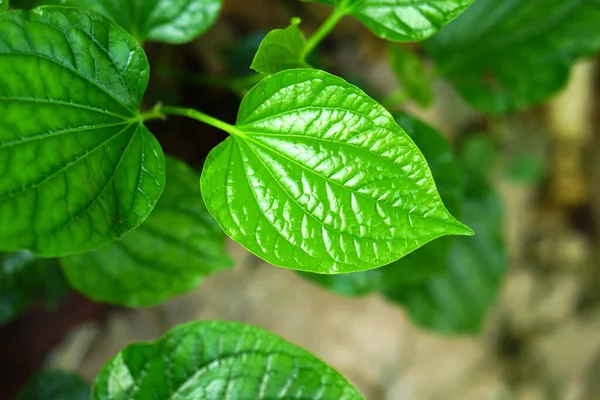 Folha Betel Uma Planta Medicinal Usada Para Cozinhar — Fotografia de Stock