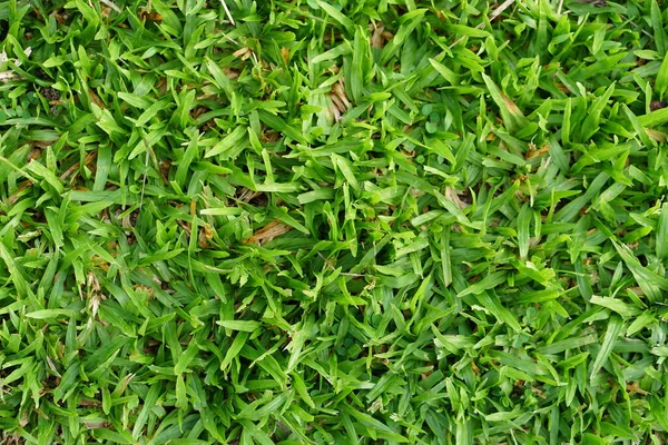 Green Grass Background Football Field — Stock Photo, Image