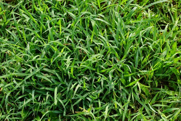 Green Grass Background Football Field — Stock Photo, Image