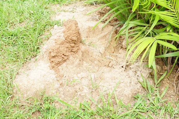 Termites Use Soil Nest Mud Trees — Stockfoto