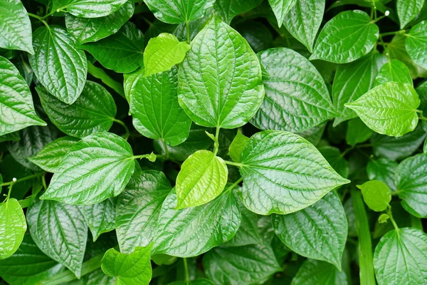 Daun Sirih Adalah Tanaman Obat Yang Digunakan Untuk Memasak — Stok Foto