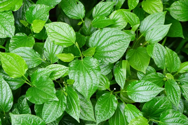 Folha Betel Uma Planta Medicinal Usada Para Cozinhar — Fotografia de Stock