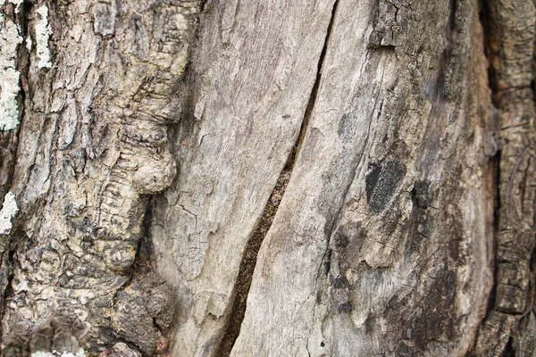 Ağaç Kabuğu Çatlaklarıyla Kabuk Arkaplanı — Stok fotoğraf