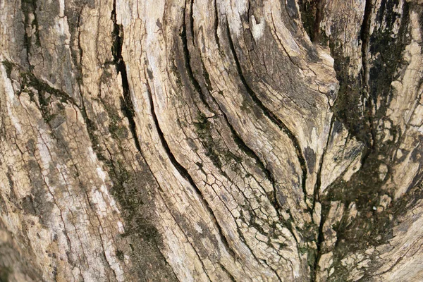 Fond Écorce Des Fissures Dans Écorce — Photo