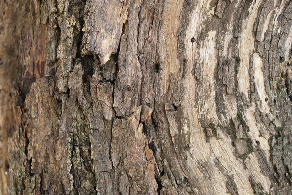 樹皮の背景樹皮に亀裂があります — ストック写真