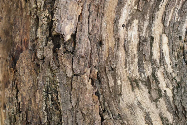 Bark Background Cracks Bark — Stock Photo, Image