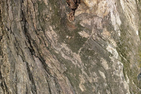 Fond Écorce Des Fissures Dans Écorce — Photo