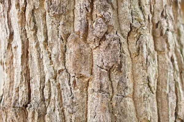 Bark Background Cracks Bark — Stock Photo, Image